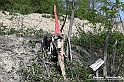 VBS_3186 - Mango (Cuneo) - Gnomovia